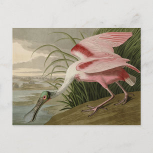 Carte Postale Roseate Spoonbill from Audubon's Birds of America