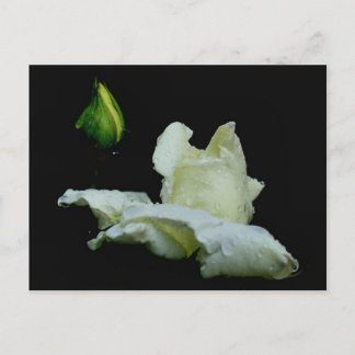 Carte Postale Rosebud après la pluie Fleur Photocarte postale