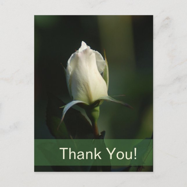 Carte Postale Rosebud blanc (Devant)
