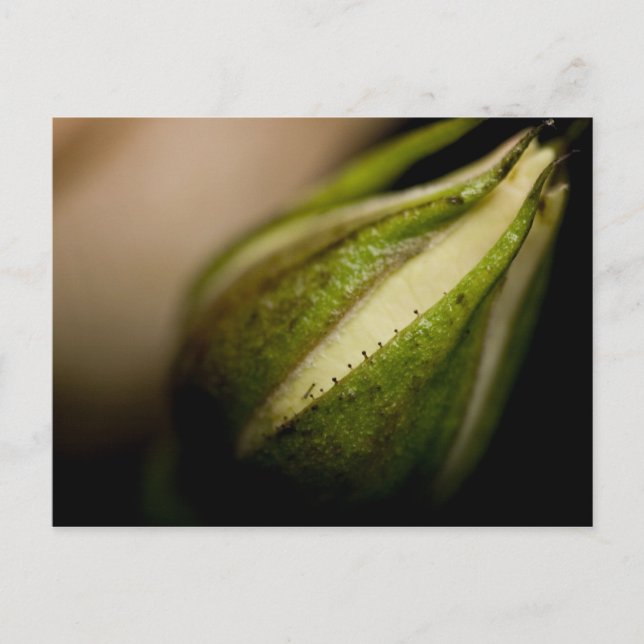 Carte Postale Rosebud Close-up (macro) (Devant)