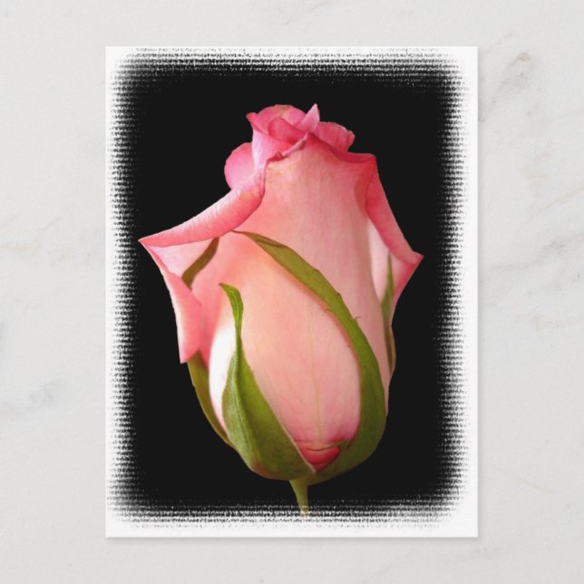 Carte Postale Rosebud rose avec bordure fantaisie (Devant)