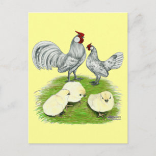 Carte Postale Rosecomb Bantams et Chicks