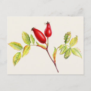 Carte Postale Rosehips, Rosa canina en aquarelle