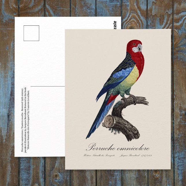 Carte Postale Rosella orientale ou Perruche à tête pâle (Eastern rosella or Platycercus eximius parakeet. Postcard)