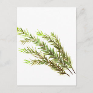 Carte Postale Rosemary herbe cuisine art aquarelle peinture