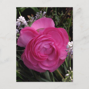 Carte Postale RoseRed...