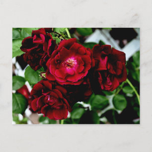 CARTE POSTALE ROSES 2