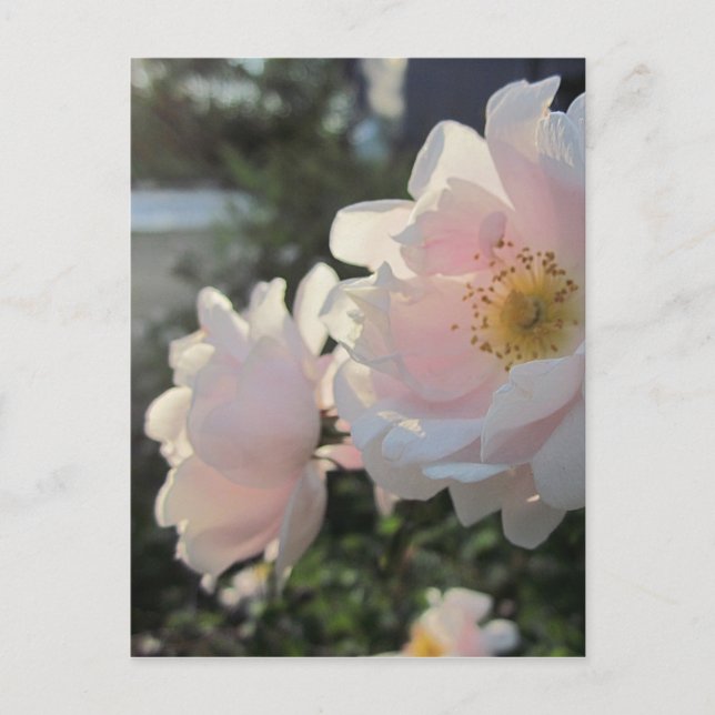 Carte Postale Roses à l'ancienne (Devant)
