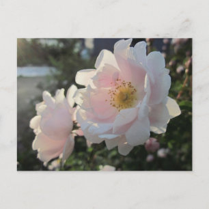 Carte Postale Roses à l'ancienne