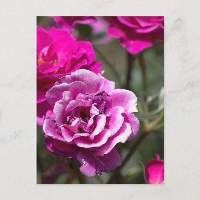 Carte postale Roses belles Photographie (Devant)