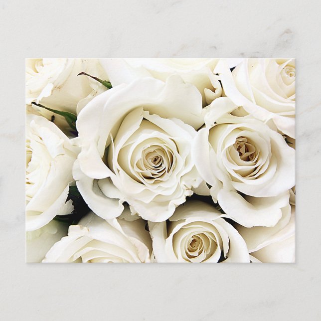 Carte postale Roses blanches (Devant)