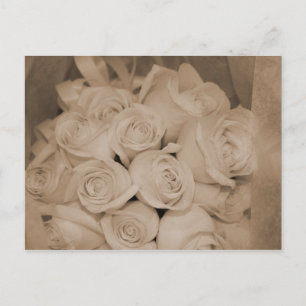 Carte Postale Roses blanches à Sepia