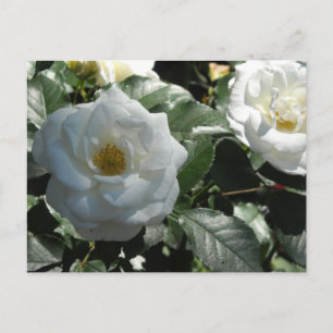 Carte Postale Roses blanches élégantes