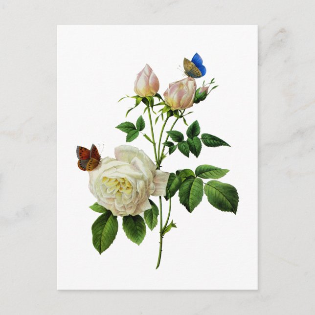 Carte Postale Roses blanches et papillons par Redoute (Devant)