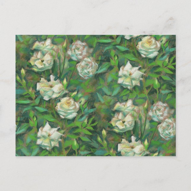 Carte Postale "Roses blanches, feuilles vertes", belles fleurs (Devant)