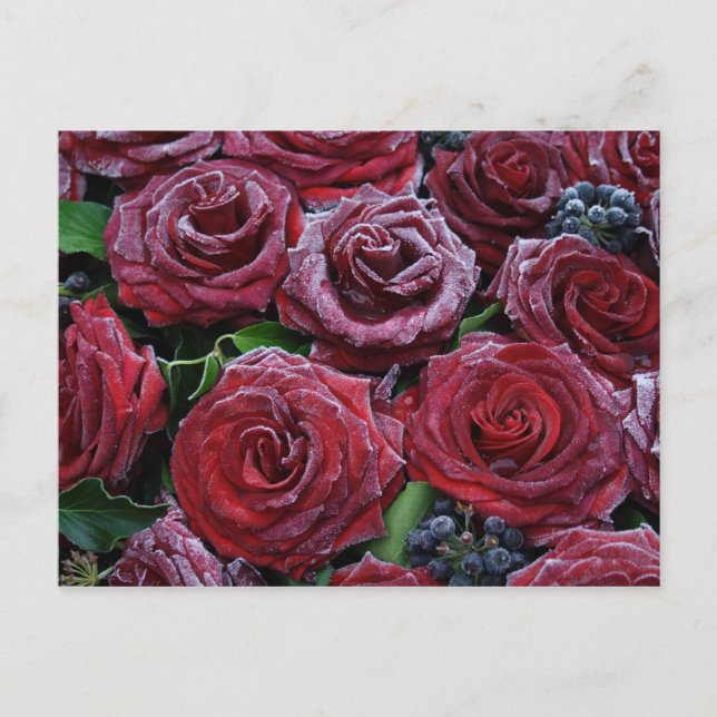 Carte Postale Roses congelés (Devant)