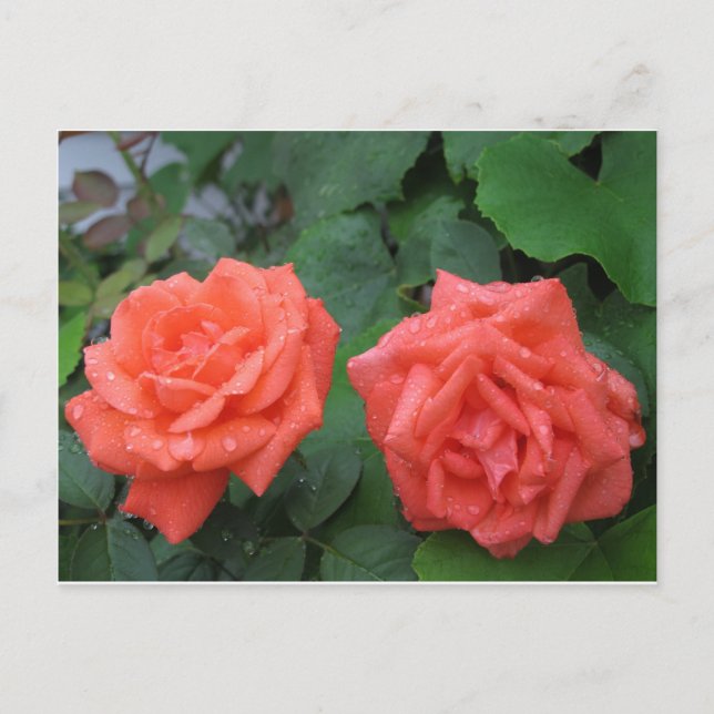 Carte Postale Roses dans la pluie 7-19-2012 001.JPG (Devant)