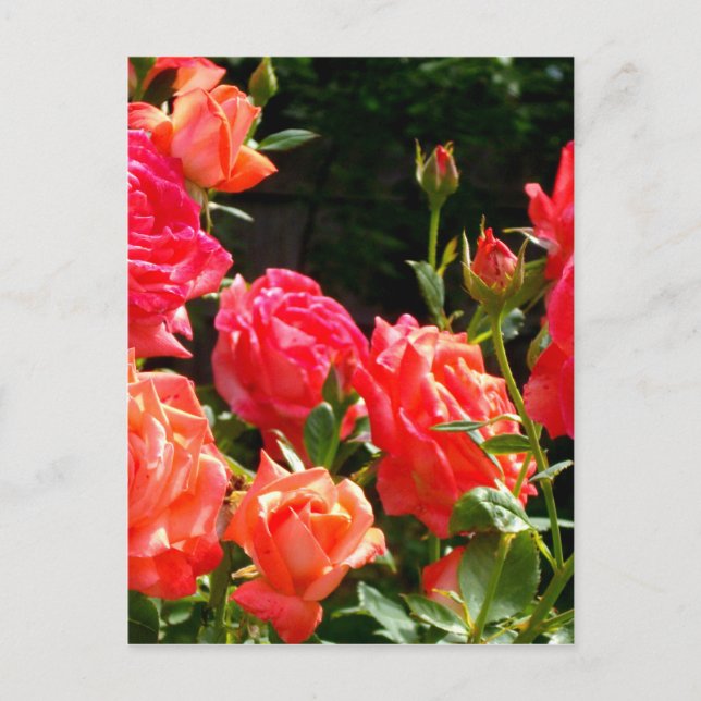 Carte Postale Roses de corail romantique (Devant)