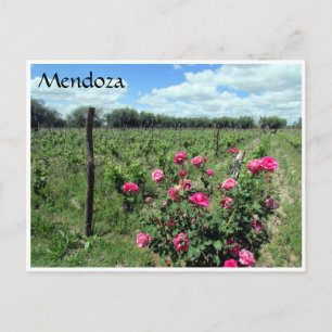 Carte Postale roses de vin mendoza