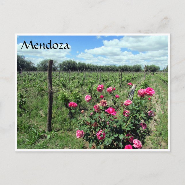 Carte Postale roses de vin mendoza (Devant)