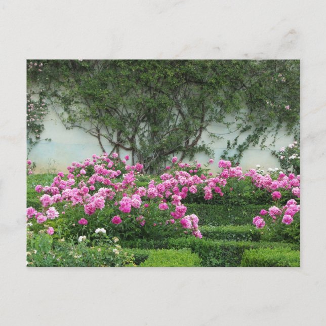 Carte Postale Roses Élégantes (Devant)