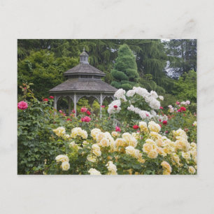 Carte Postale Roses en fleurs et jardin Rose Gazebo au