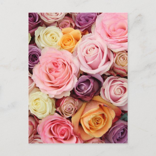 Carte Postale Roses en poudre par Therosegarden (Devant)