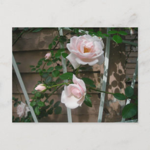 Carte Postale roses escalades roses