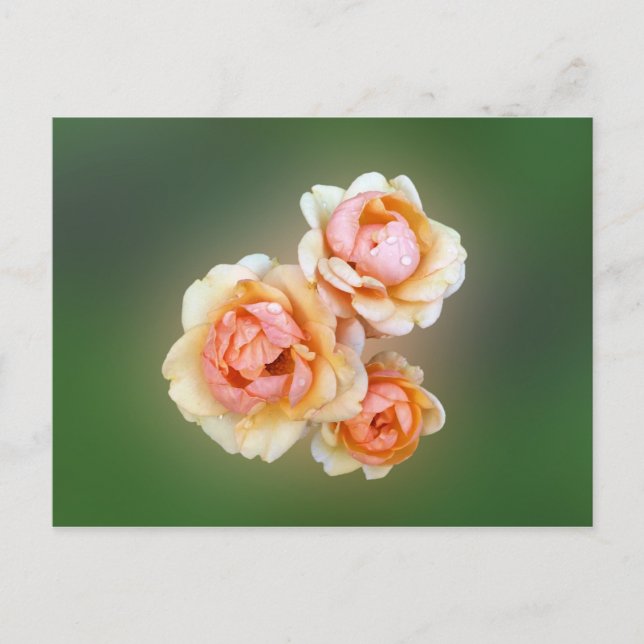 Carte Postale roses jaunes (Devant)