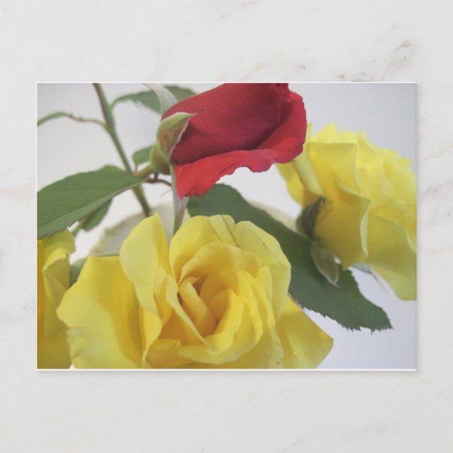 Carte Postale Roses jaunes et rouges (Devant)