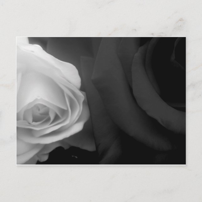 Carte Postale Roses noires et blanches (Devant)