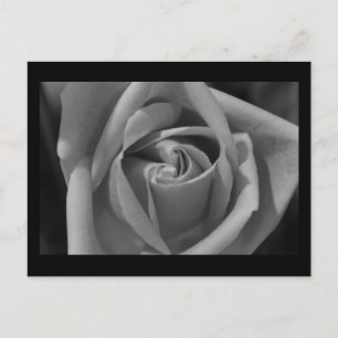 Carte Postale Roses noires et blanches