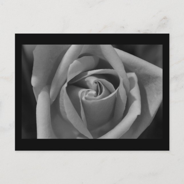 Carte Postale Roses noires et blanches (Devant)