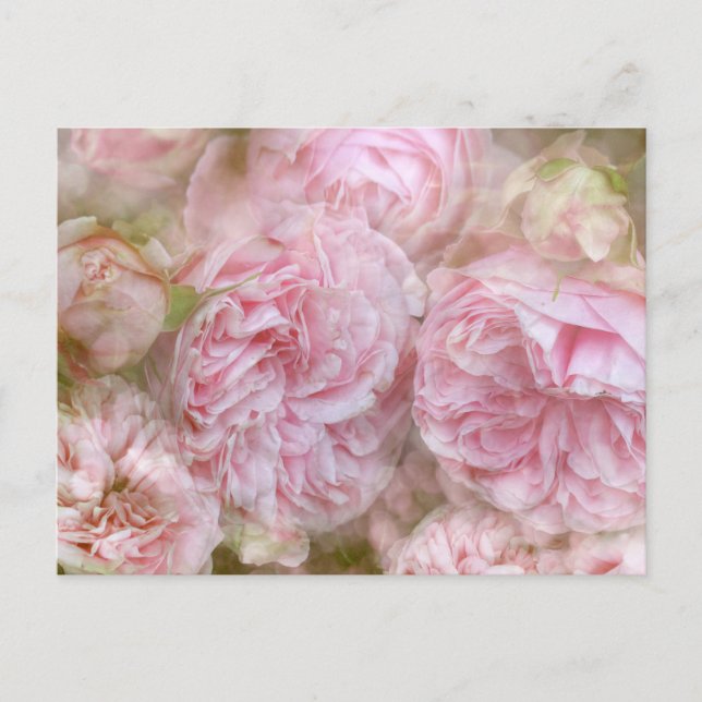 Carte Postale Roses romantiques (Devant)