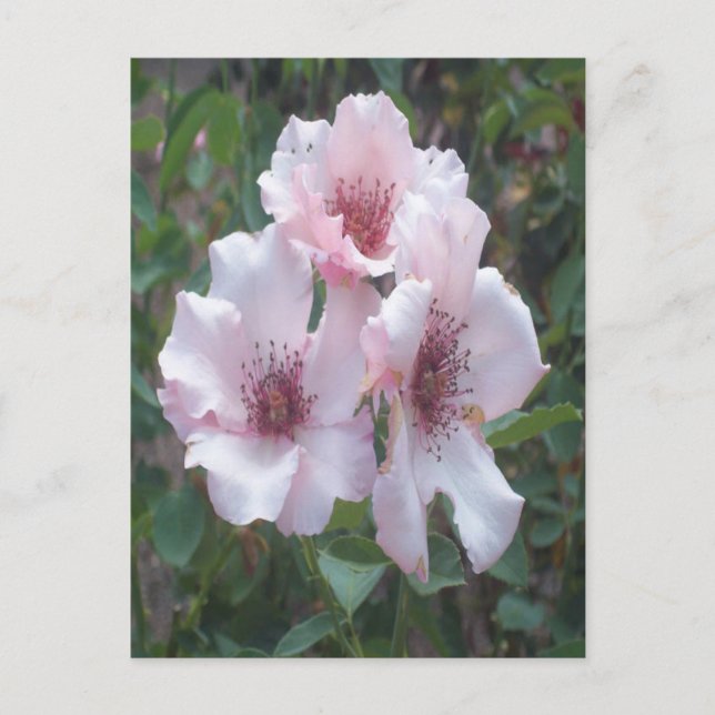 Carte postale Roses roses (Devant)