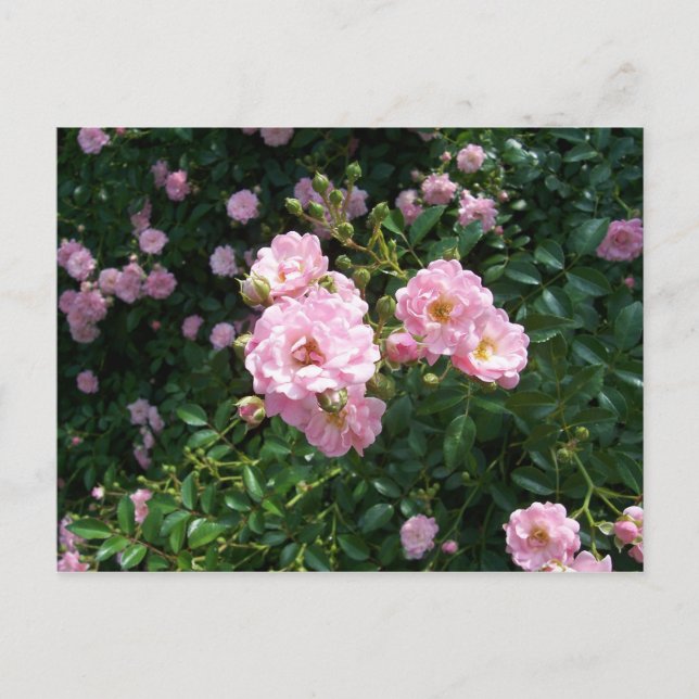 Carte postale Roses roses (Devant)