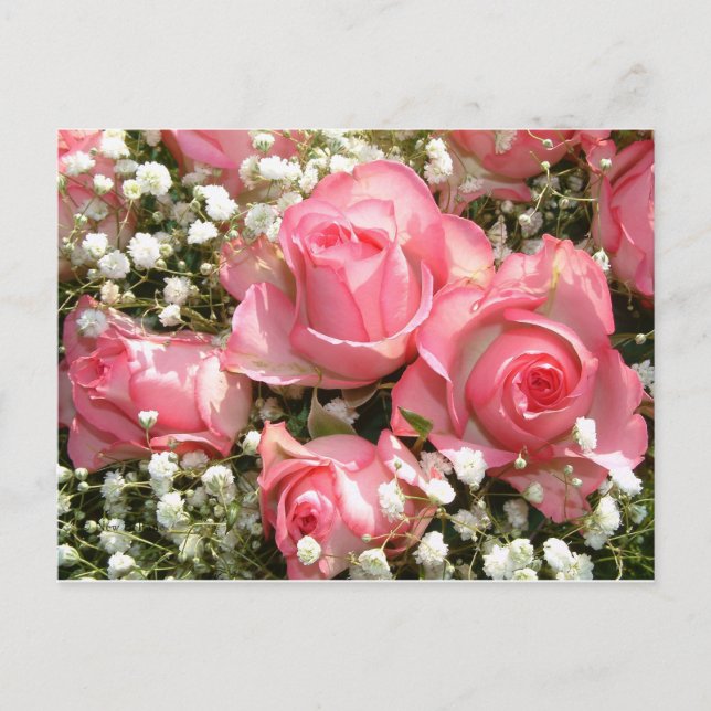 Carte postale Roses roses (Devant)