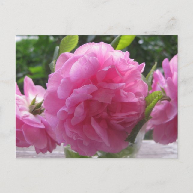 Carte Postale Roses roses à l'ancienne (Devant)