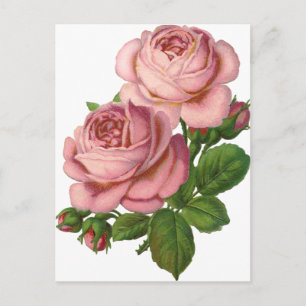 Carte Postale Roses roses anciennes