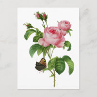 Roses roses de Redoute