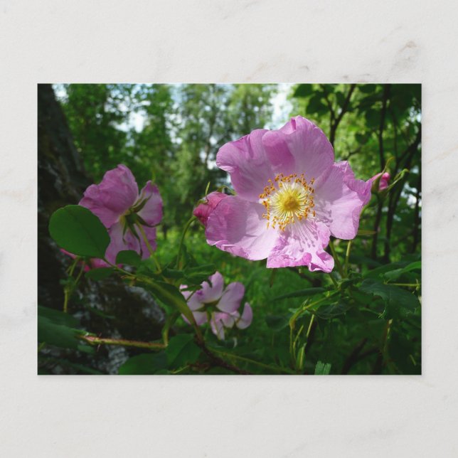 Carte Postale Roses roses sauvages en Alaska (Devant)