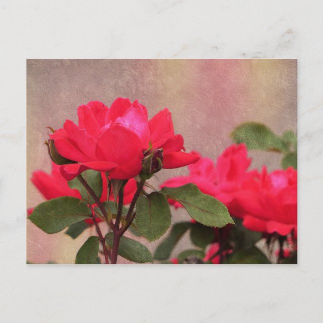 Carte Postale Roses rouges (Devant)