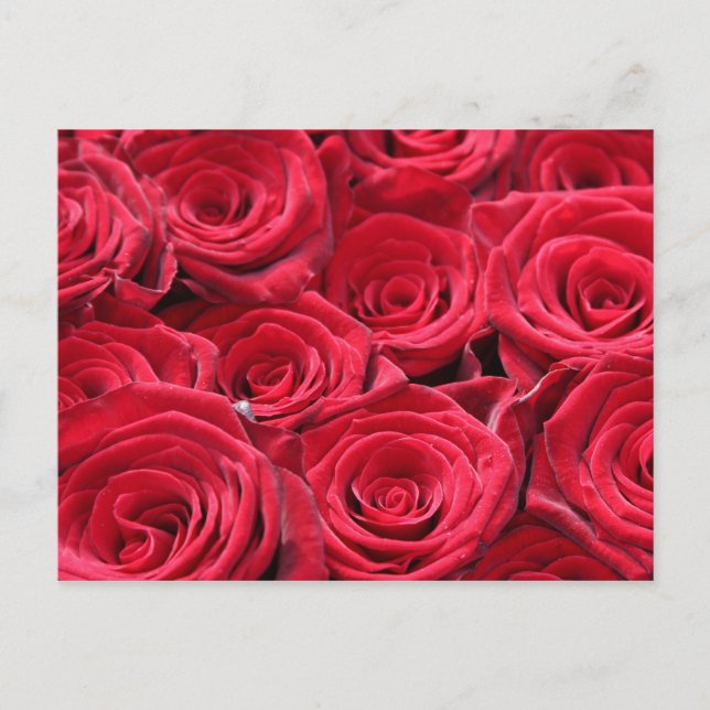 Carte Postale Roses rouges (Devant)