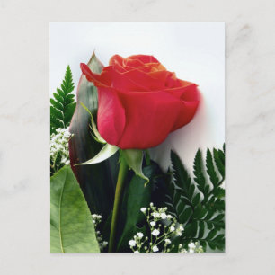 Carte Postale Roses rouges
