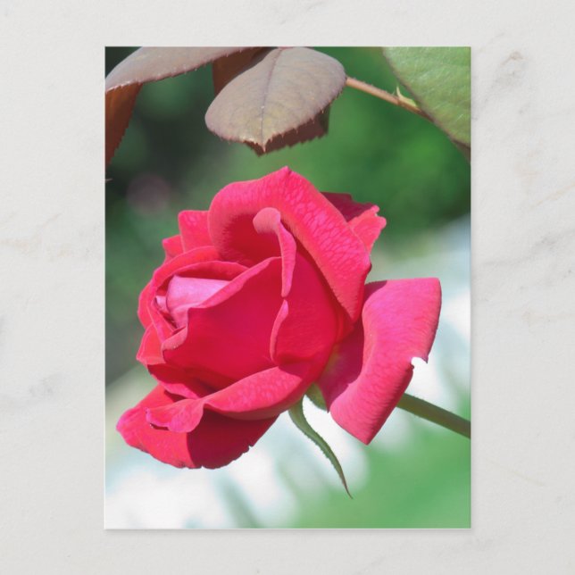 Carte Postale Roses rouges (Devant)