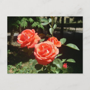 Carte postale Roses rouges