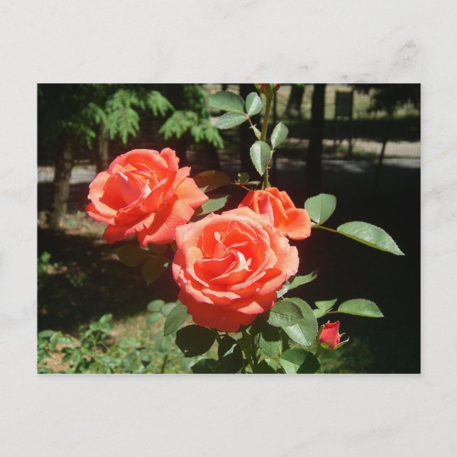 Carte postale Roses rouges (Devant)