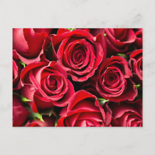 Carte Postale Roses rouges