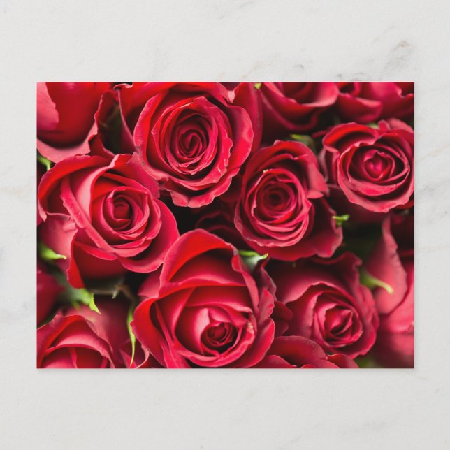 Carte Postale Roses rouges (Devant)