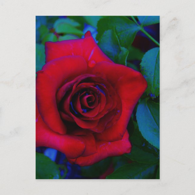 Carte Postale Roses rouges aux tons bleus (Devant)